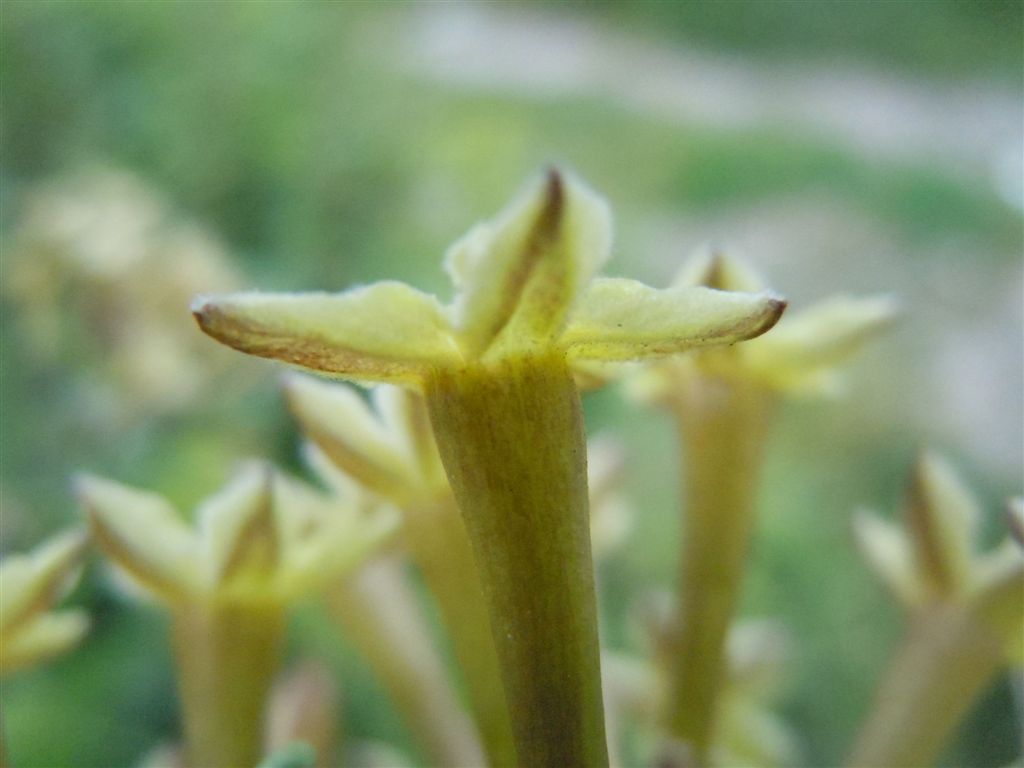 Cestrum parqui / Cestro